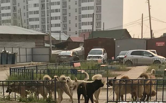 Собаки оккупировали детскую площадку в Якутске
