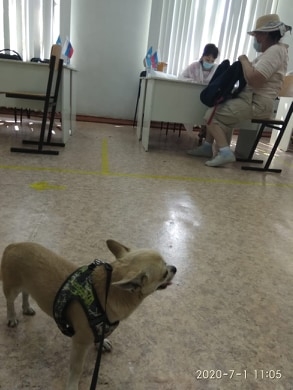 Фотофакт: В Якутске избиратели приходят на голосование с собачками