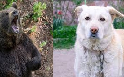 В Якутии медведь забрел в село и напал на привязанную собаку на глазах у его хозяина
