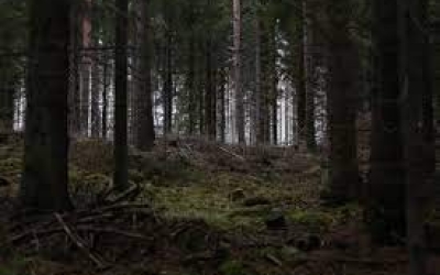 В лесу около Якутска грибники обнаружили сгнившие трупы животных на деревьях