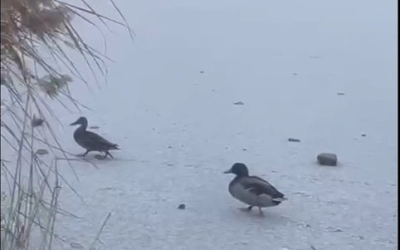 Селезень и утка кряквы остались на зимовку в Якутске