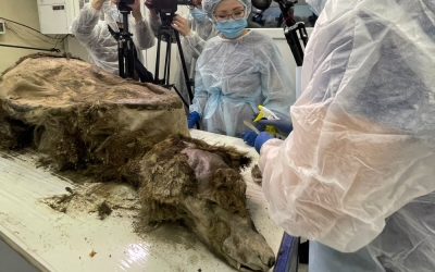 В Якутии ученые провели вскрытие черепа древнего медведя возрастом около 3460 лет
