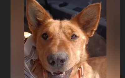 Бывшие хозяева случайно увидели видео Златы Сычевой и нашли потерянную любимую собаку