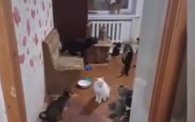 "Я же обратно их не отнесу на улицу": Жительница Якутска объяснила почему держит в квартире около 70 кошек