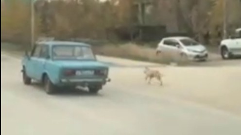 Житель Якутска возмутился поведению водителя, который не посадил свою собаку в машину