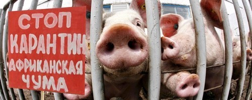 В Якутии выявлен вирус африканской чумы свиней: Новые подробности
