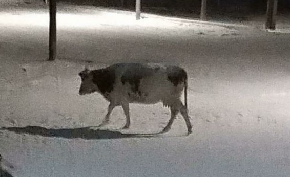 В Якутске разыскивается ... корова