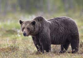 В Жиганске ликвидировали медведя, повадившегося ходить на свалку